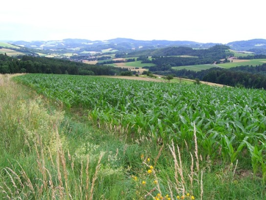 Bucklige Welt