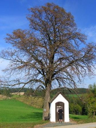 Bucklige Welt