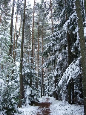 Bucklige Welt