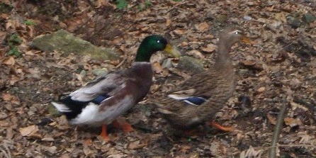 Bucklige Welt