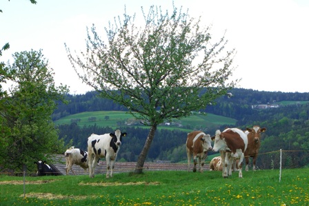 Bucklige Welt
