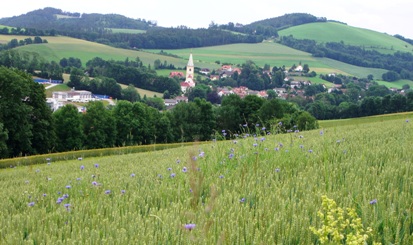 Bucklige Welt