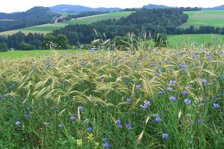 Bucklige Welt