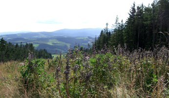 Bucklige Welt