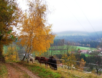 Bucklige Welt