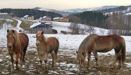 Ponholz,620 m Bucklige Welt