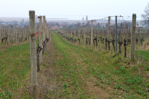 Weinweg - Blick auf Rust, 123 m