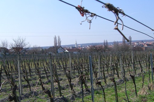 B10 Neusiedler Radwanderweg - Blick auf Mörbisch, 122 m