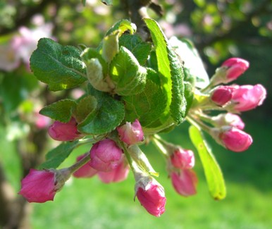 Apfelblüte, Bucklige Welt