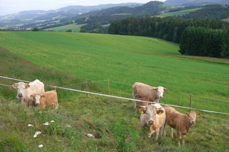 Bucklige Welt