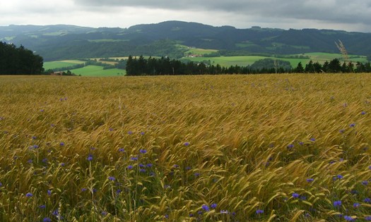 Bucklige Welt