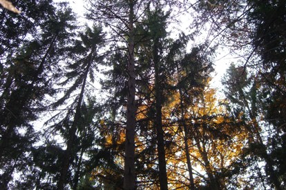 Bucklige Welt