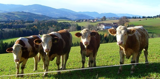 Bucklige Welt