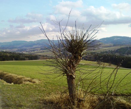Bucklige Welt
