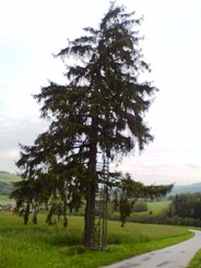 Bucklige Welt