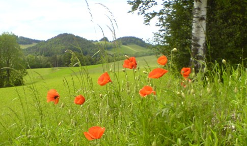 Bucklige Welt