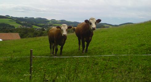 Bucklige Welt