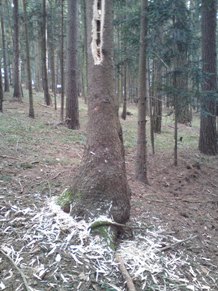 Bucklige Welt