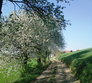 Bucklige Welt