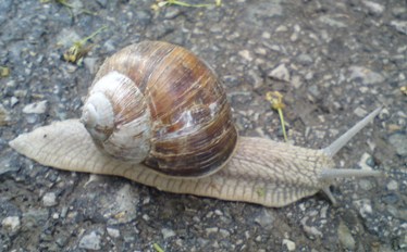 Bucklige Welt