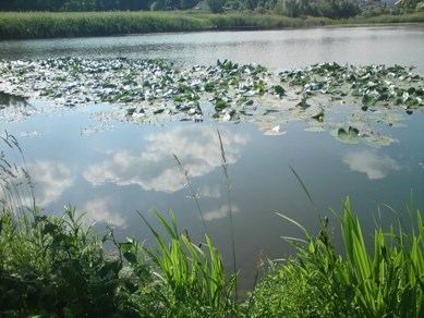 Bucklige Welt