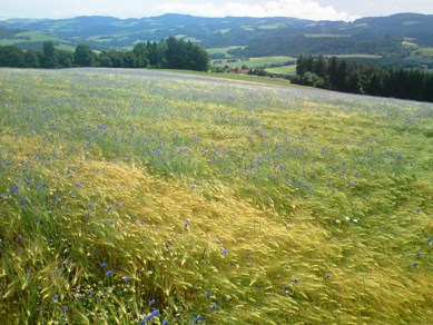 Bucklige Welt