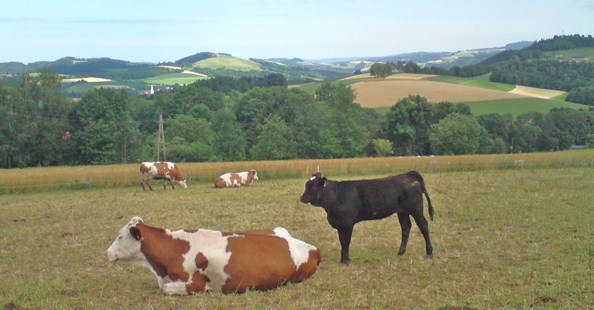 Bucklige Welt