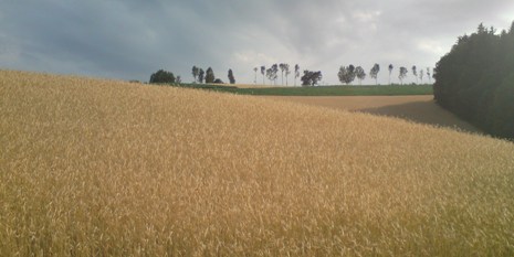 Bucklige Welt