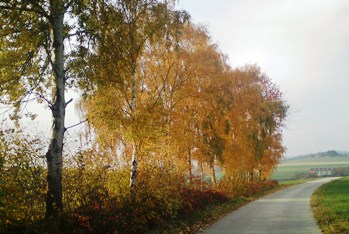 Bucklige Welt