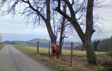 Bucklige Welt