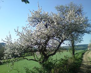 Bucklige Welt