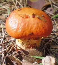 Bucklige Welt