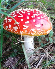 Bucklige Welt