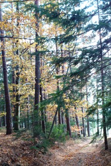 Bucklige Welt