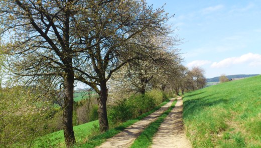 Bucklige Welt