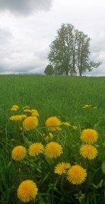 Bucklige Welt
