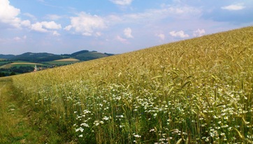 Bucklige Welt