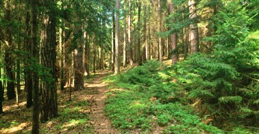 Bucklige Welt