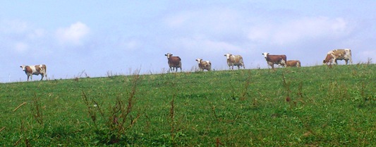 Bucklige Welt