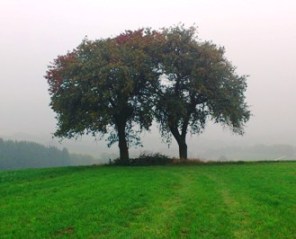 Bucklige Welt