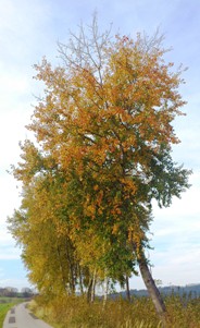 Bucklige Welt
