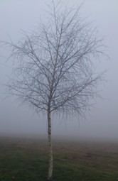 Bucklige Welt - ohne Stecken