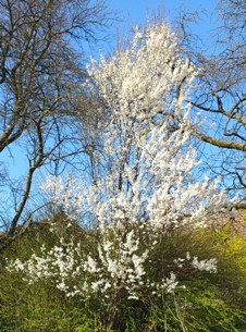 Bucklige Welt