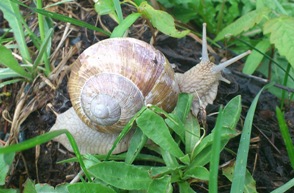 Bucklige Welt