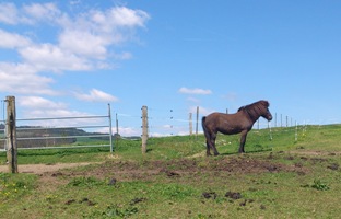 Bucklige Welt