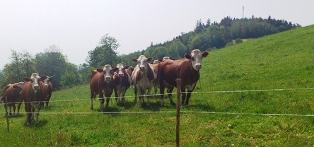 Bucklige Welt