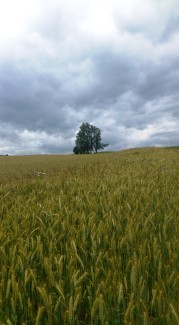 Bucklige Welt