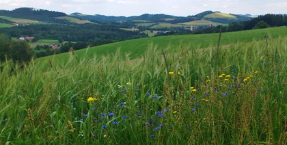Bucklige Welt