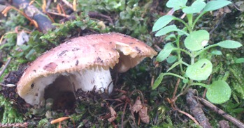 Bucklige Welt