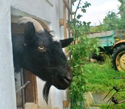 Bucklige Welt